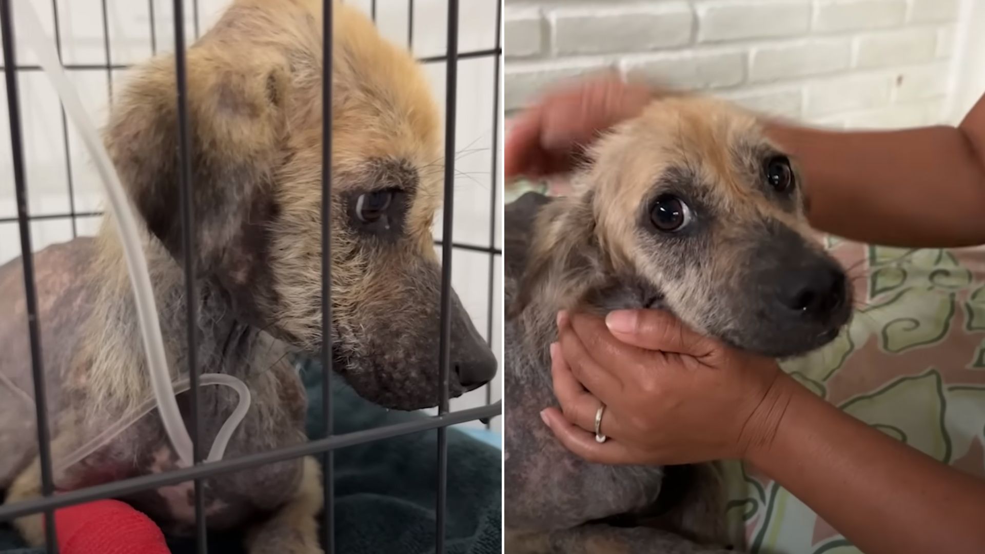 Rescuers Were Shocked To Find Dog Tied To A Pole And Saw That He Was Looking For Food In The Trash Nearby