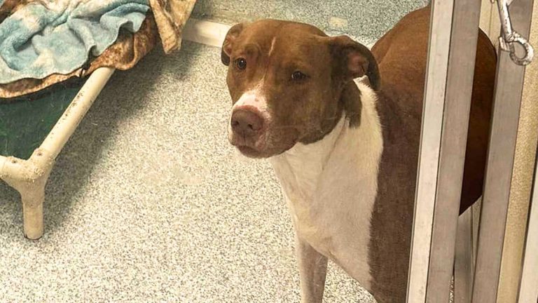 dog in the shelter