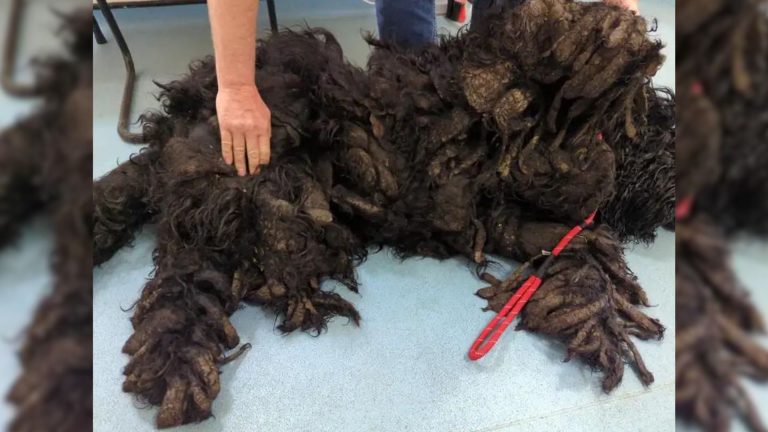 Neglected dog