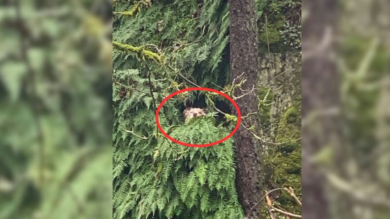 Dog on a tree