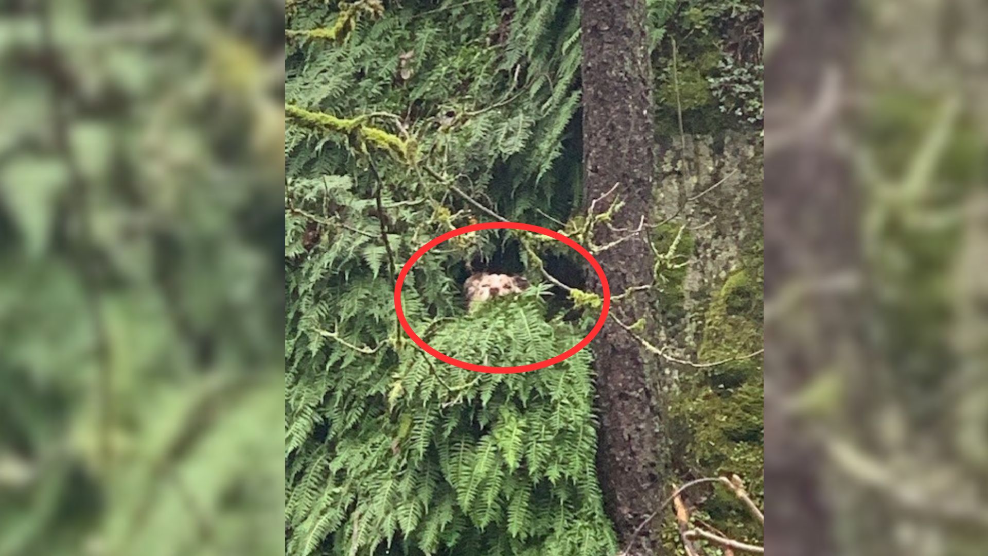 Dog on a tree