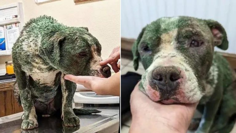 Green dog