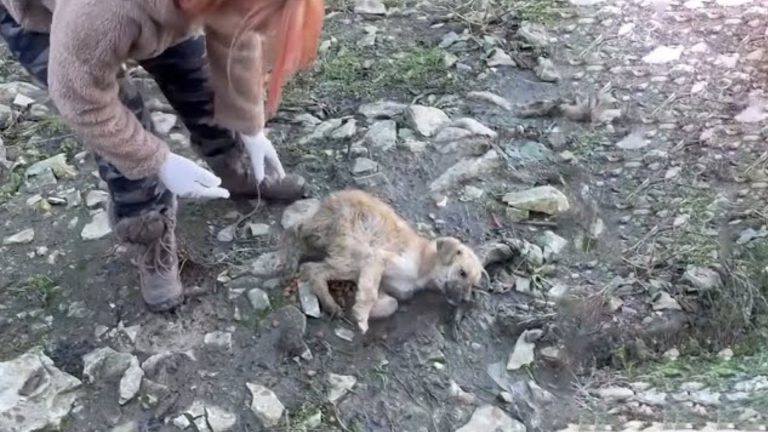 dog stranded on a mountain