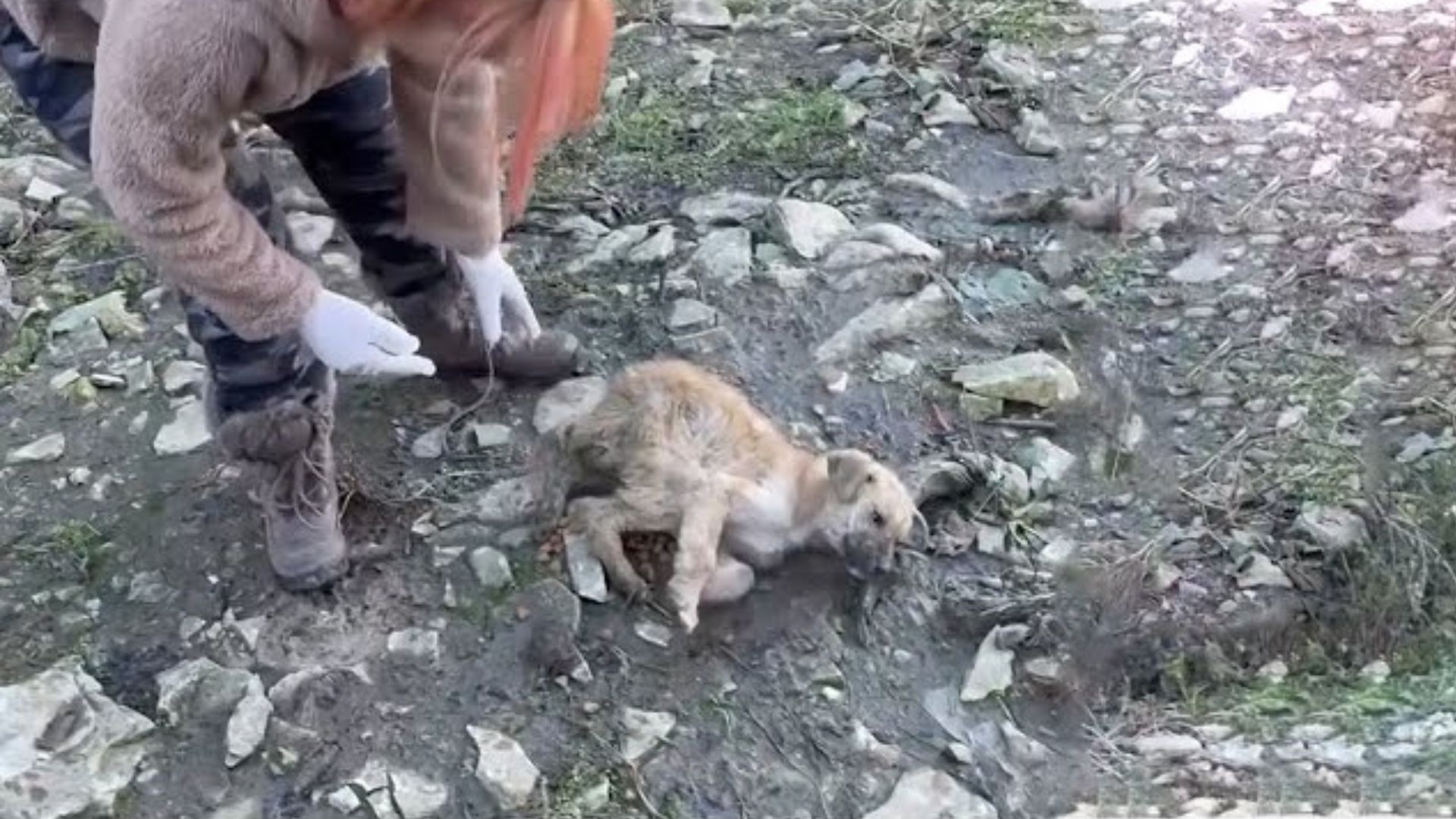 Dog Who Was Stranded On A Mountain Proves Her Vets Wrong