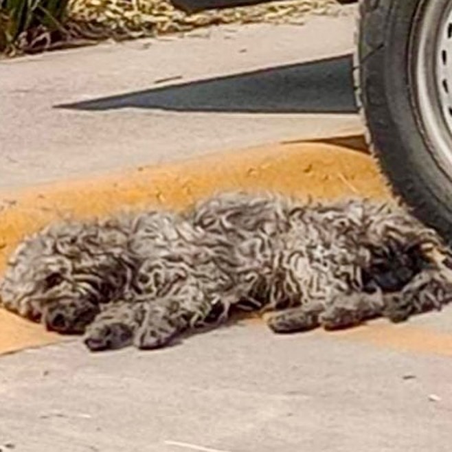 Dog laying next to a tire
