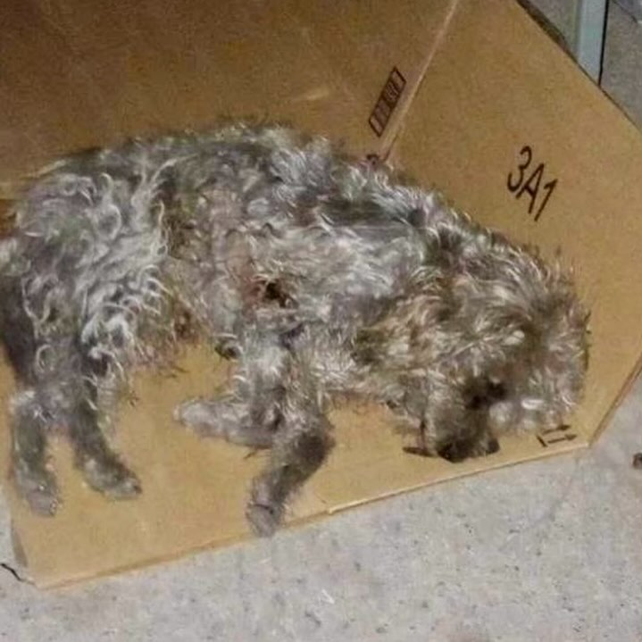 Dog sleeping on a box