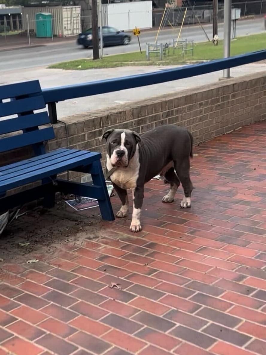 Dog tied up to a bench
