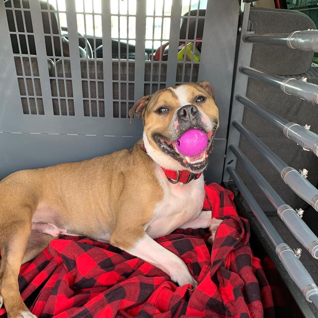 Dog with ball in its mouth