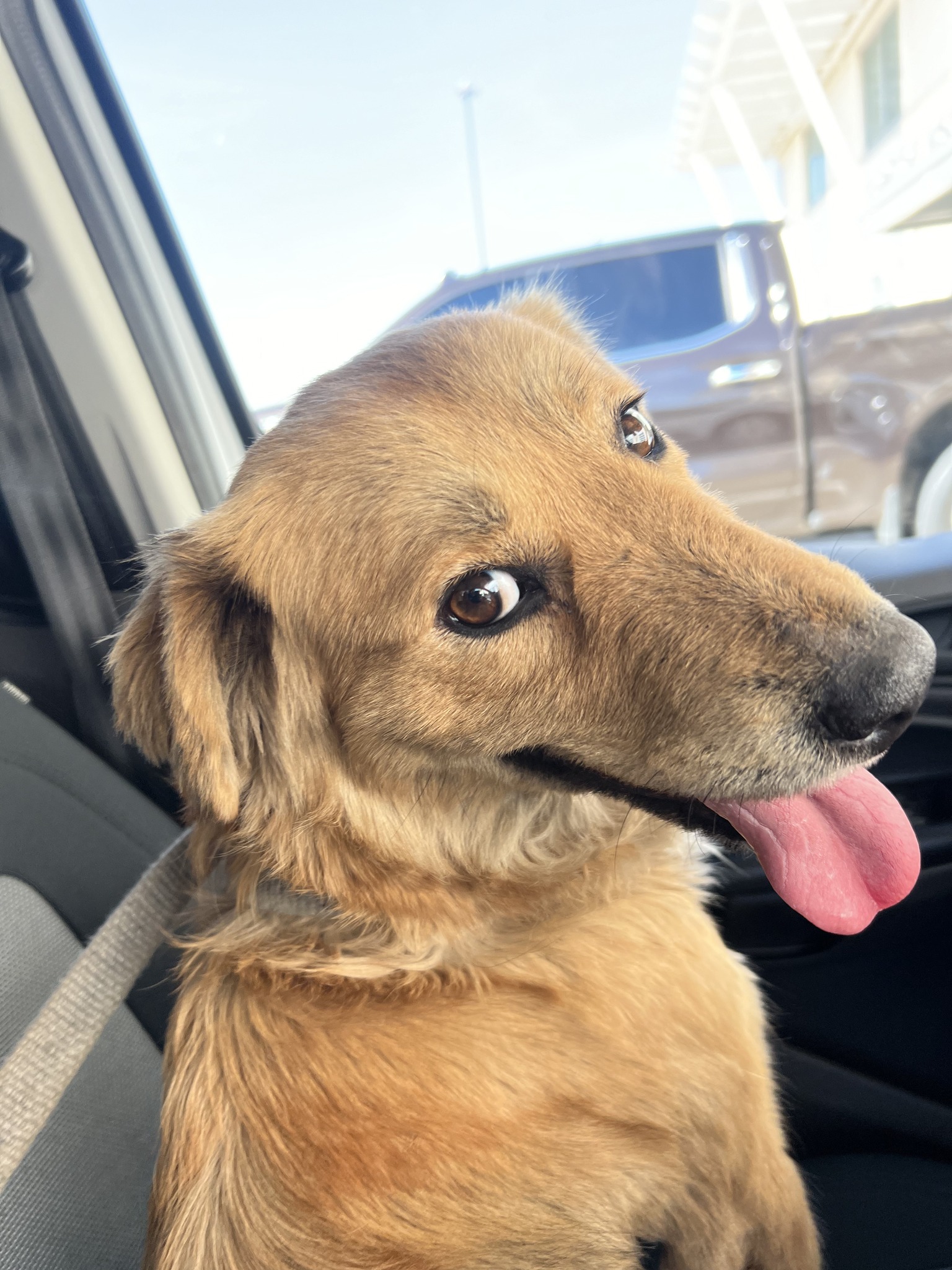 Dog with tongue out sitting in a car