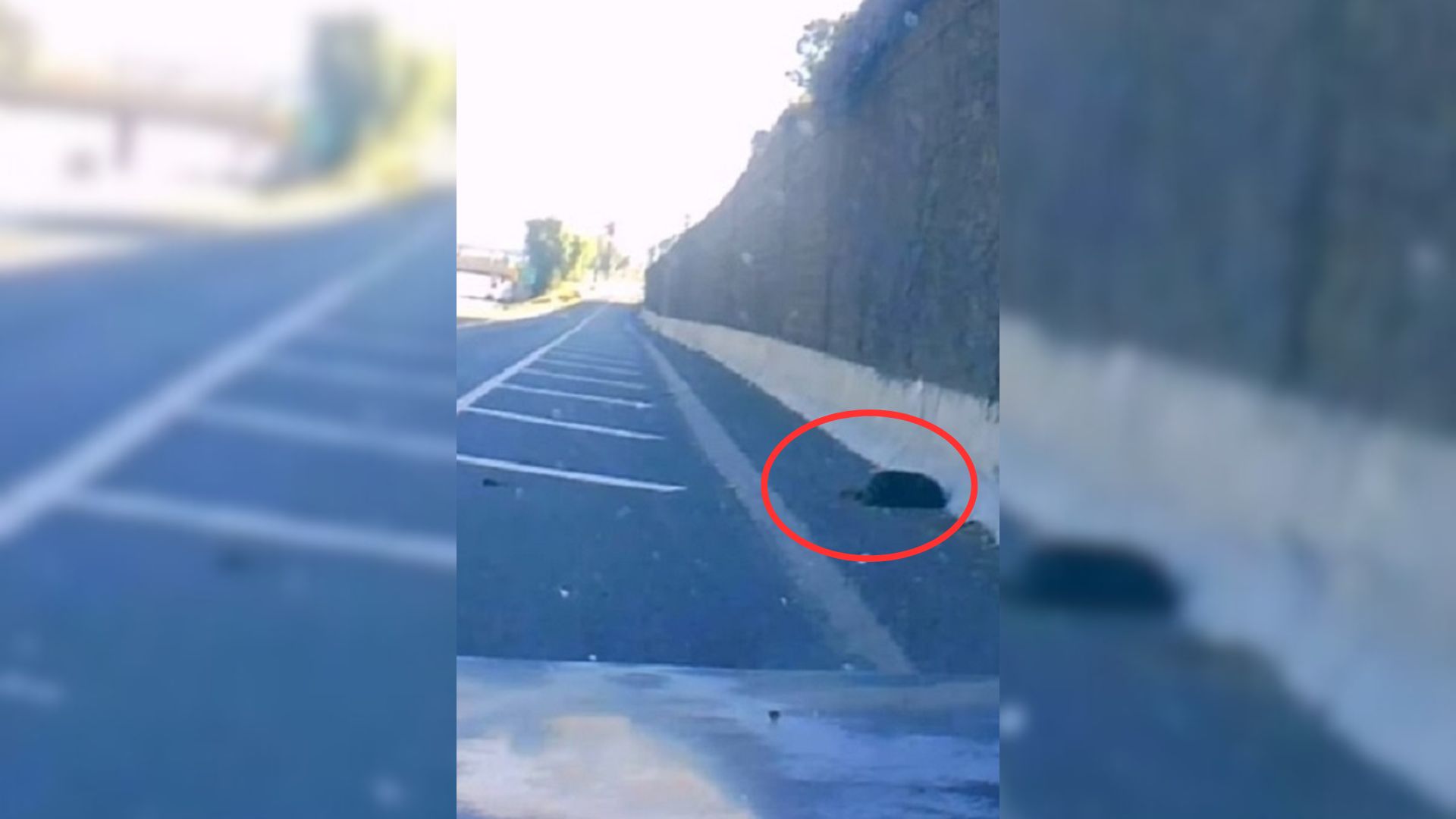 Driver Shocked To Find A Motionless Dog Lying On The Road, Then Realizes It’s Still Breathing