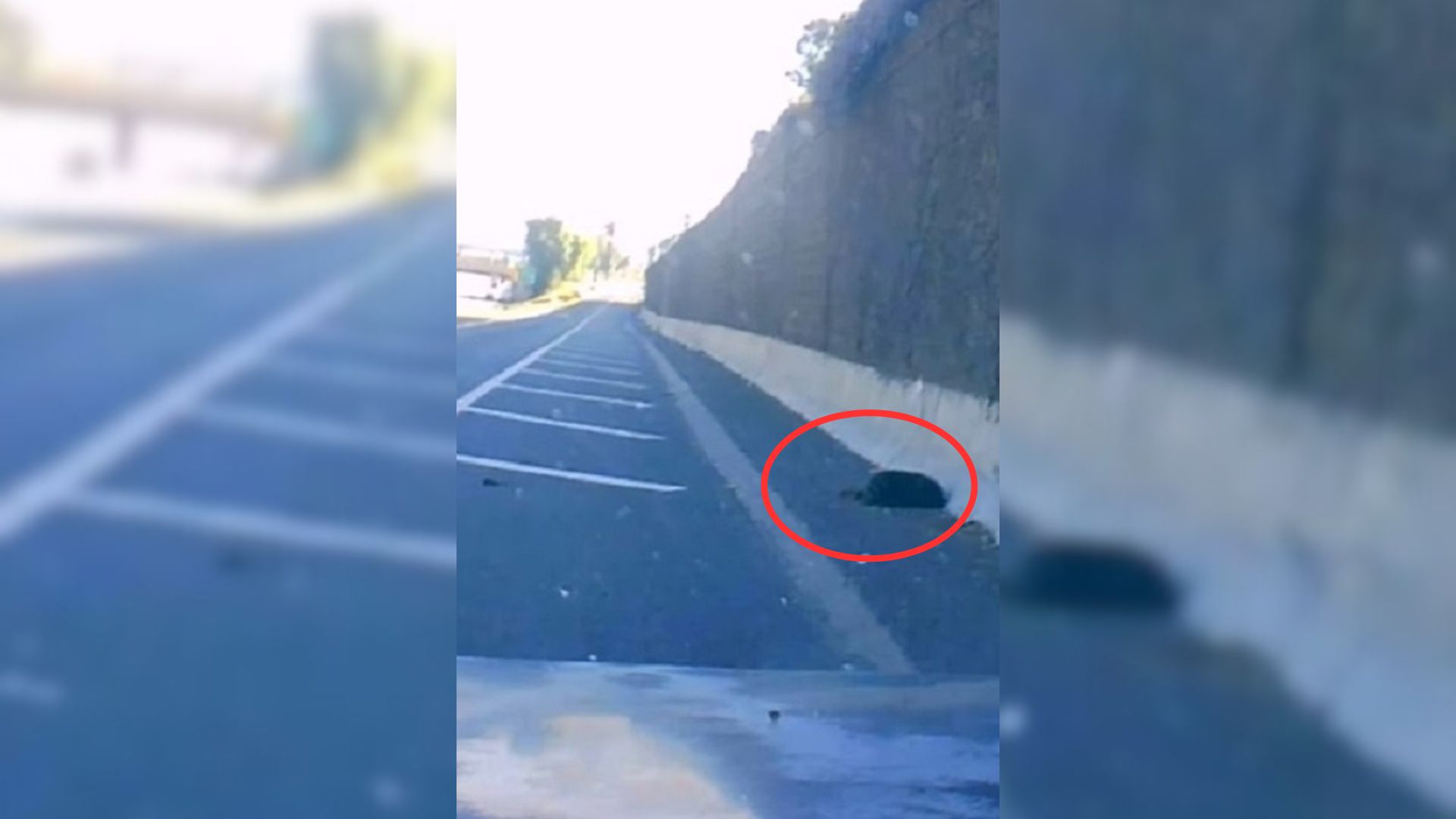 pup lying on a freeway