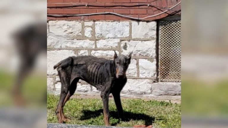 malnourished doberman