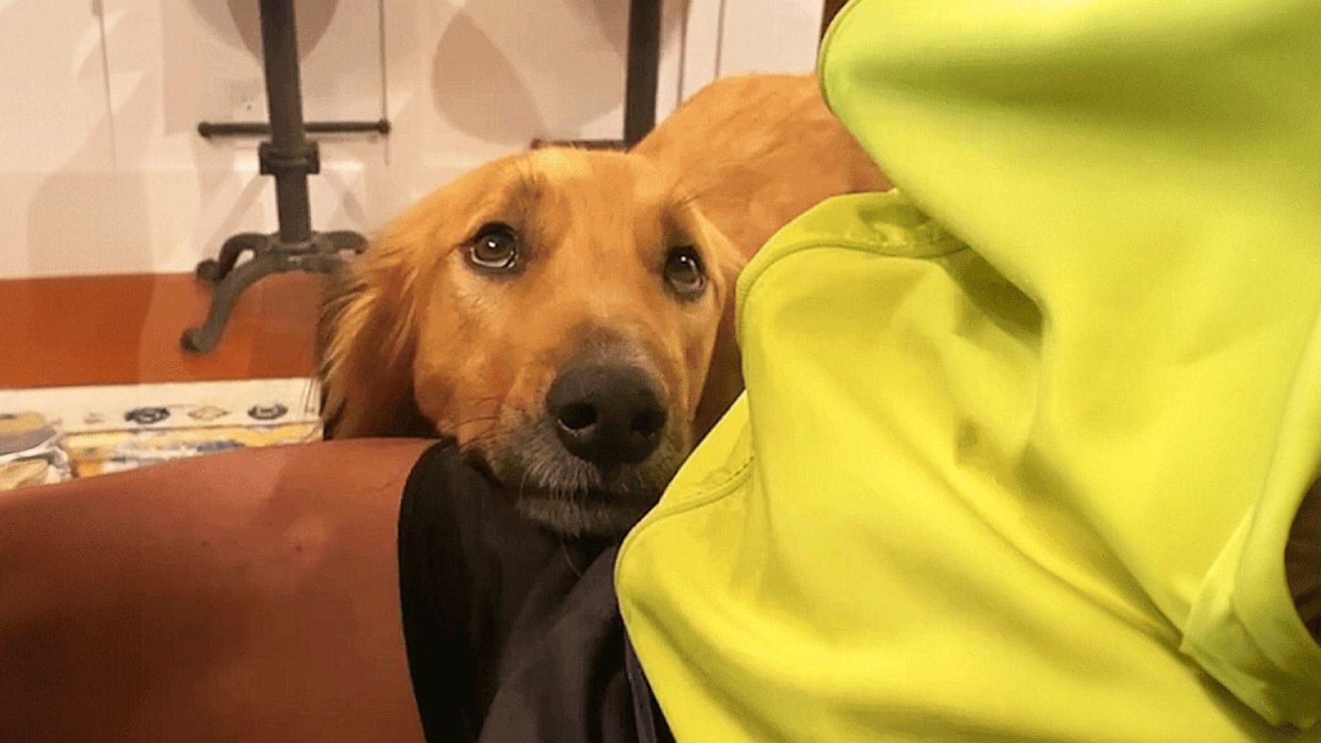 fearful street dog leaning its head on person's lap