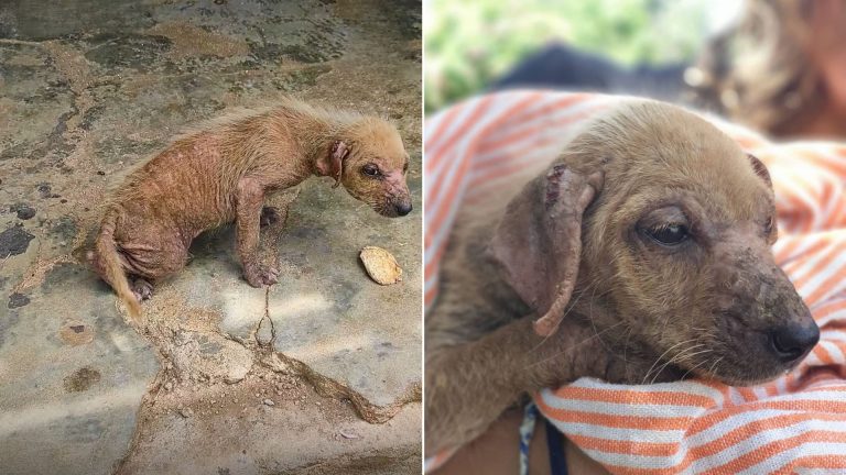 frightened abandoned puppy