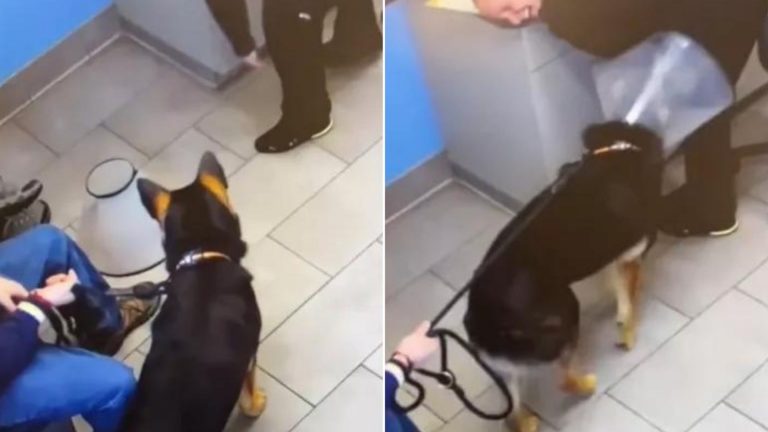 German Shepherd at vets
