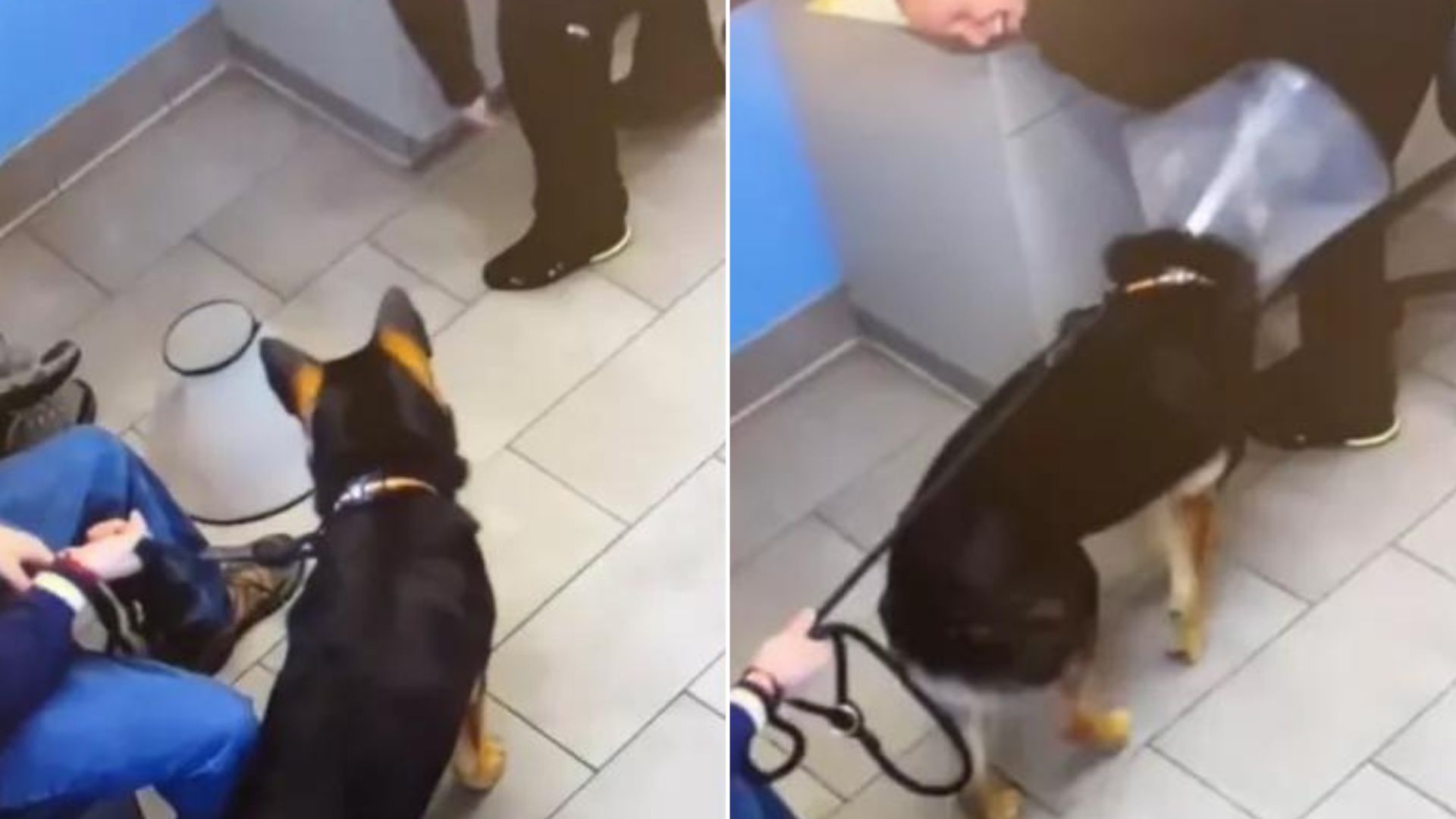 German Shepherd Does The Craziest Thing At The Vet’s Office That No Other Dog Has Ever Done