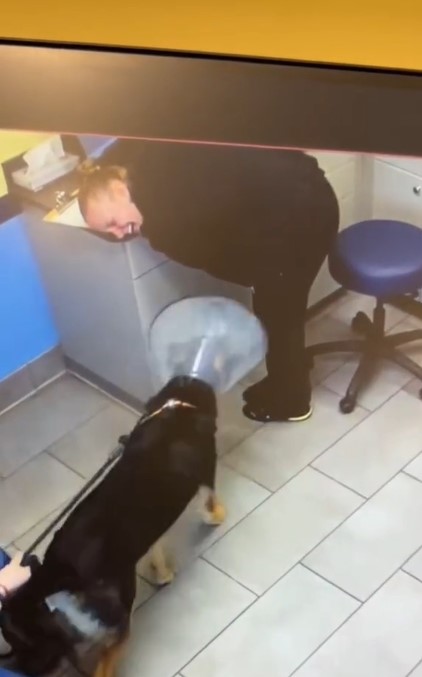 German Shepherd with a cone on his head and a veterinarian laughing