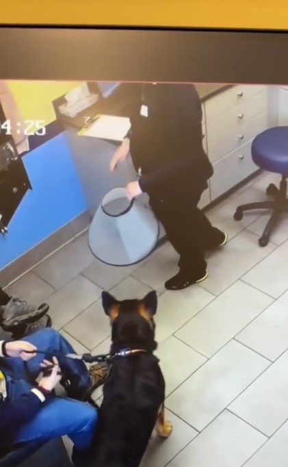 German Shepherd at the vet's office