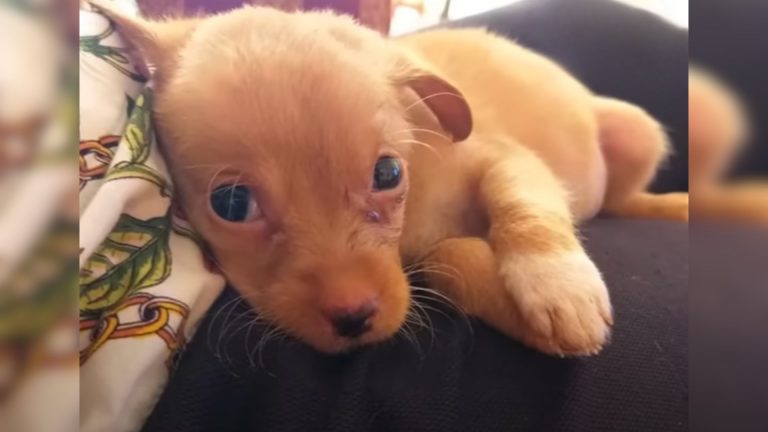 tiny puppy