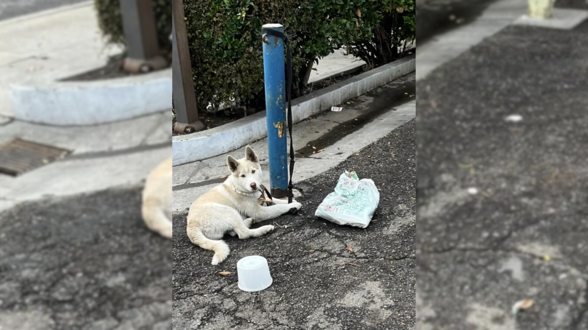 Gorgeous White Puppy Was Tied To Pole For Days Until Kind-Hearted People Saved Him