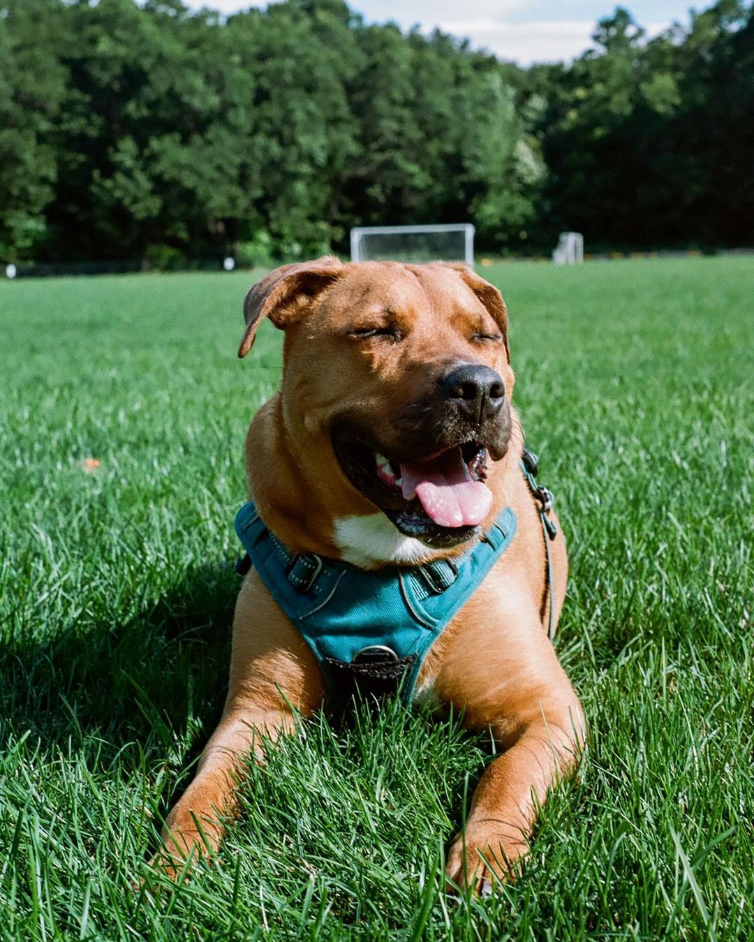 Happy dog laying on a lawn