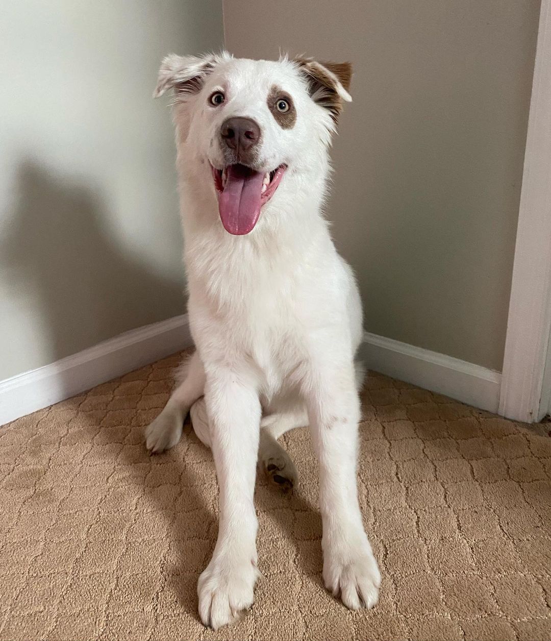 Happy white dog sitting on a rug