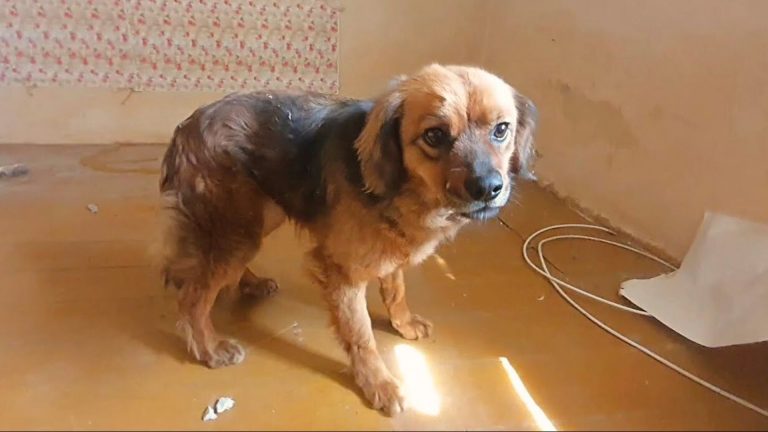 sad dog in the house