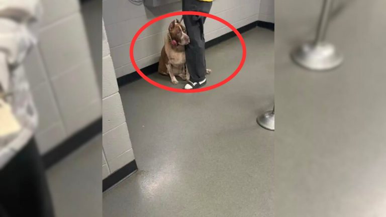 pup clinging to its owner at shelter