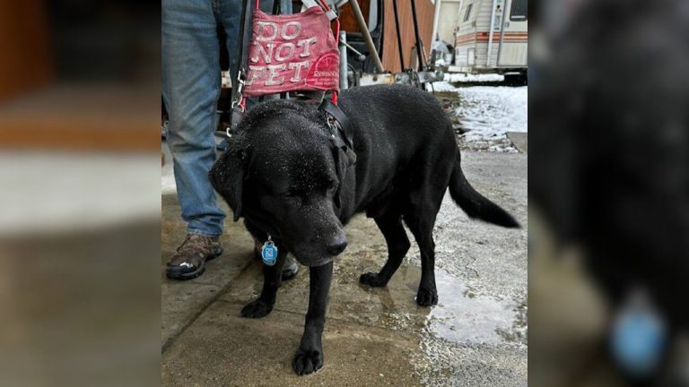 dog and blind owner