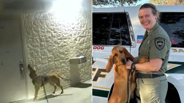 hero dog and officer