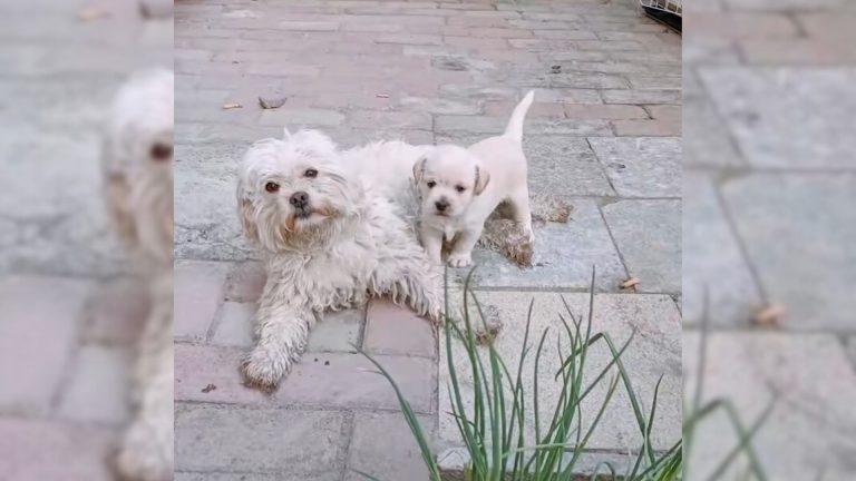stray dog and stray puppy