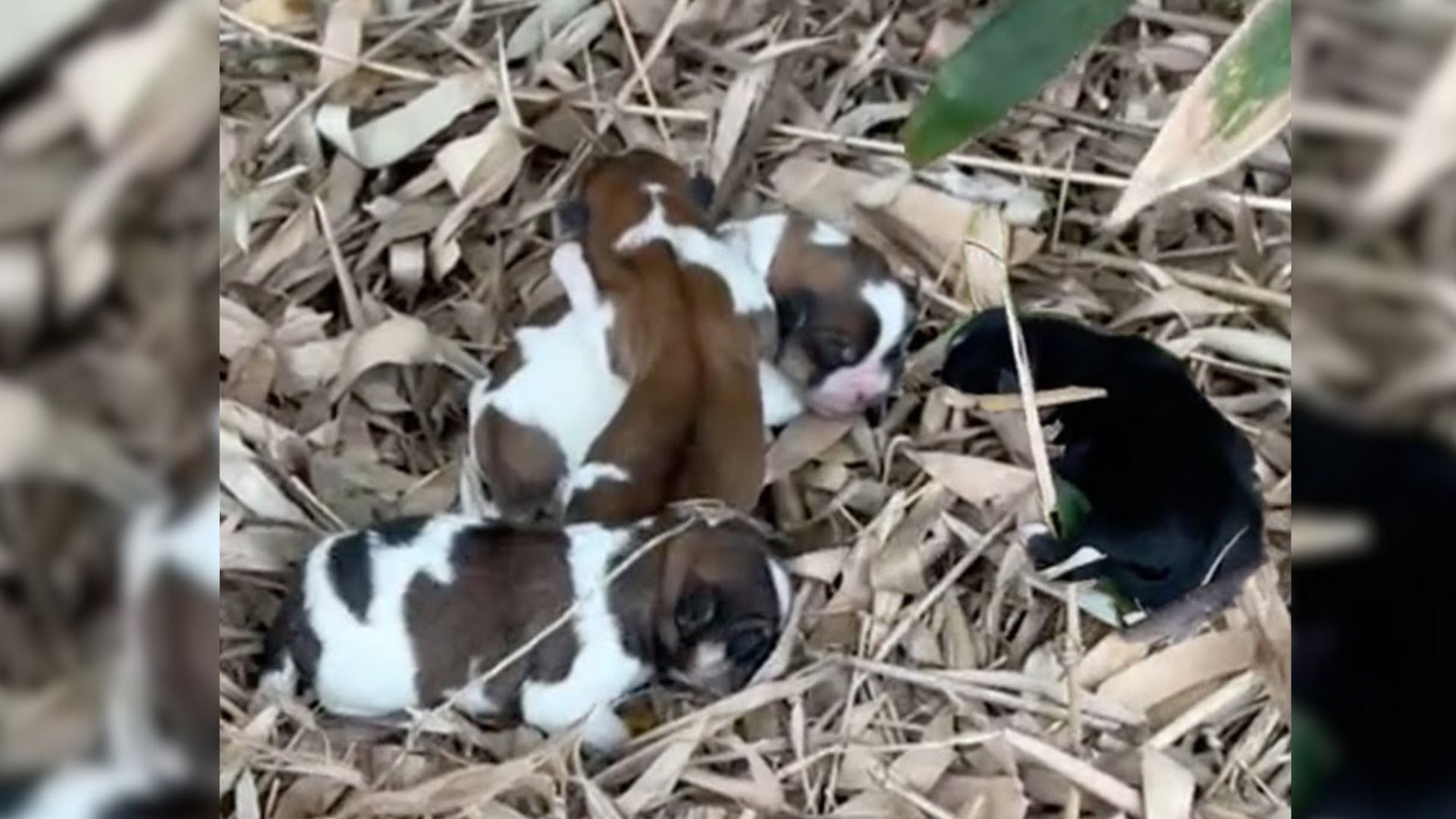 puppies on a pile of leaves