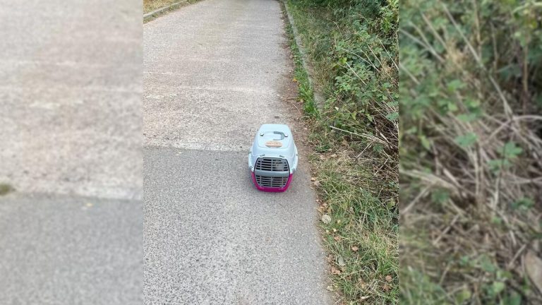 cats in the carrieer left