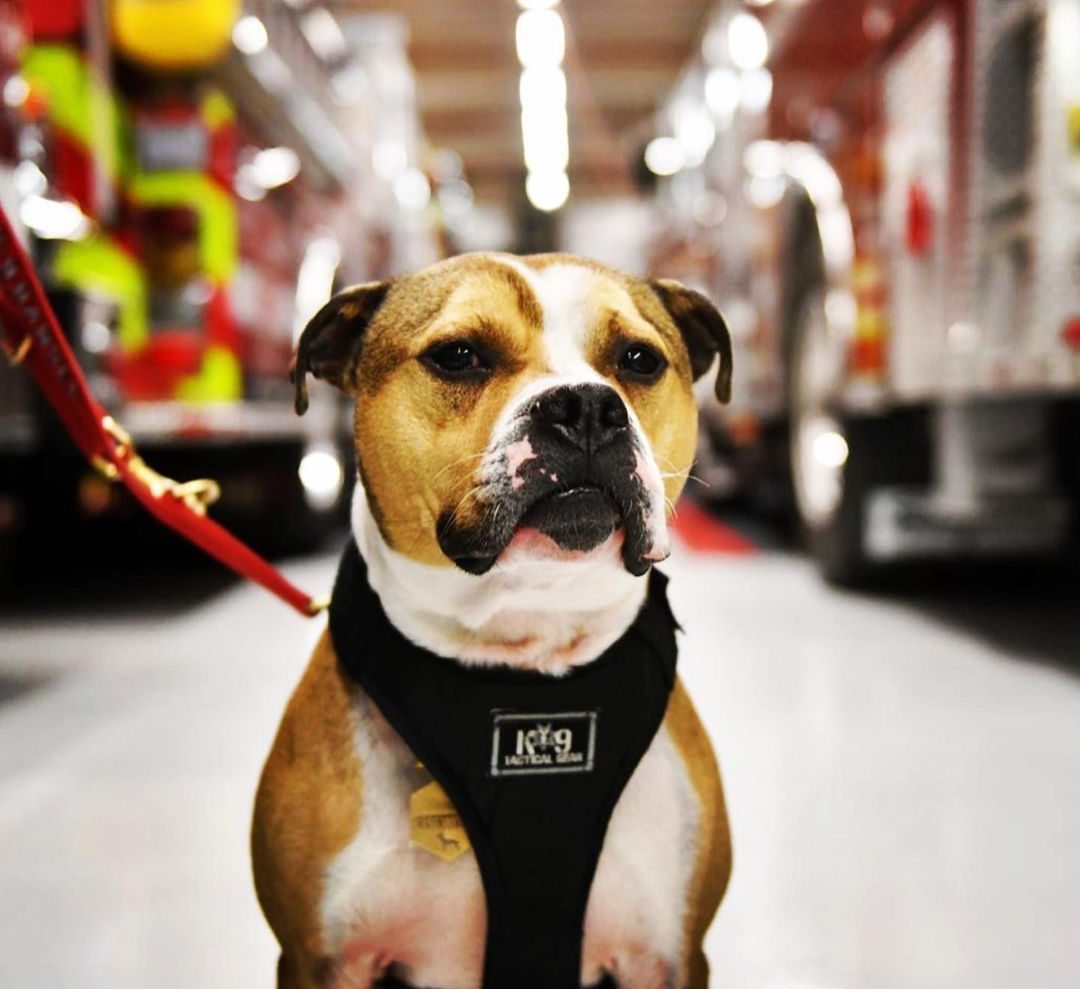 K9 Pitbull at the fire department 