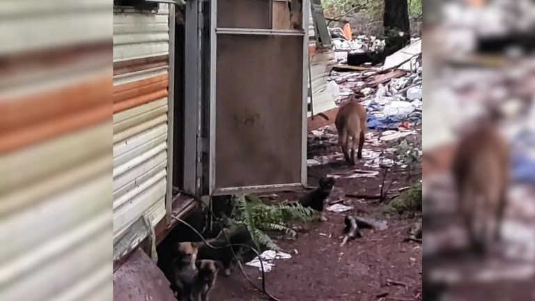 timid pup next to an abandoned trailor