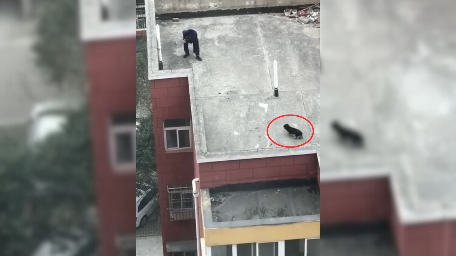 Dog living on a roof