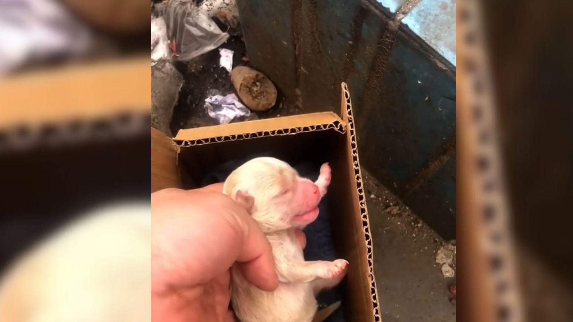 Puppy in a box