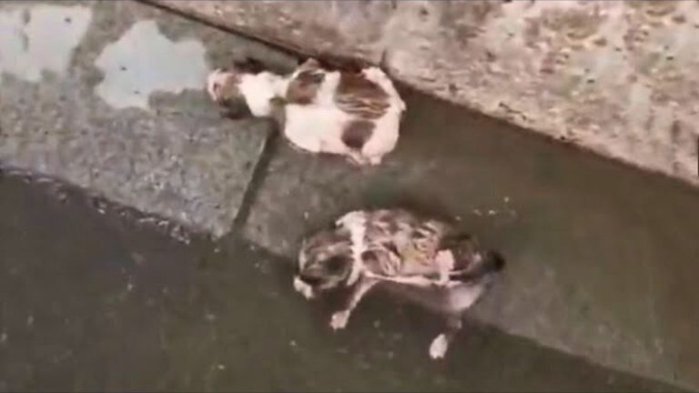 puppies on a rain