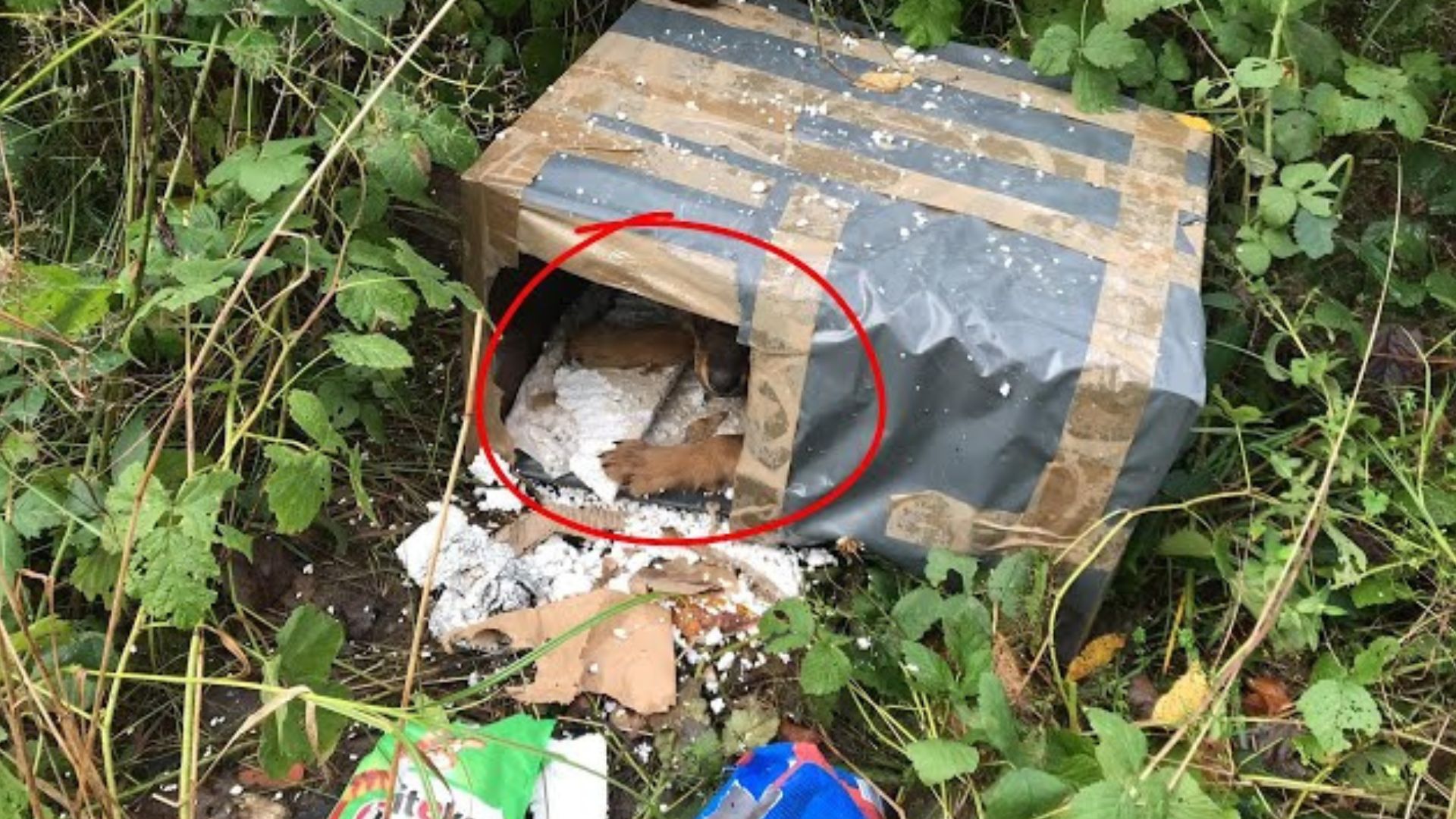 Man Heartbroken To Find A Furry Animal Living In A Cardboard Box Near A Dangerous Road