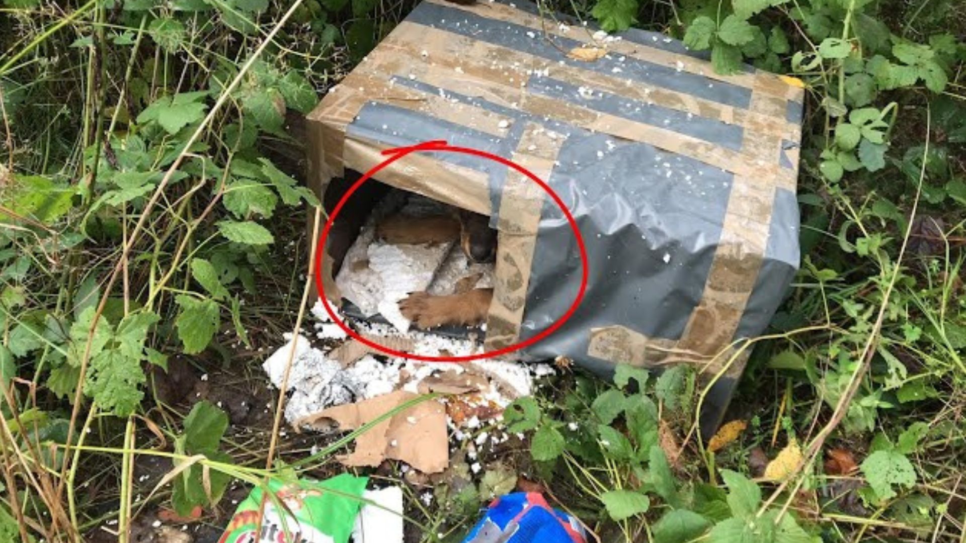 Man Realized There Was A Small Animal In A Box Near A Road And Went To Check It Out