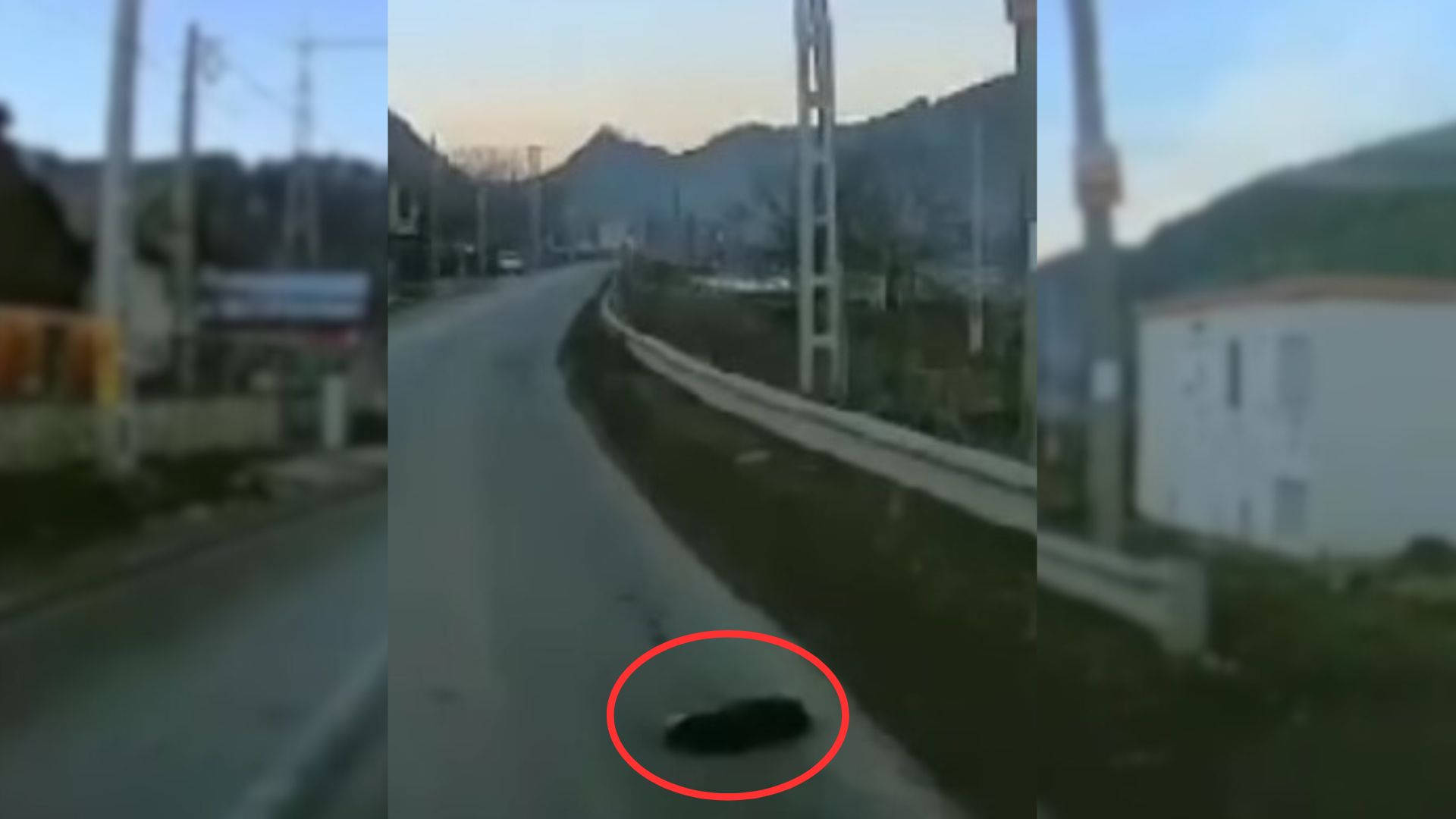 Man Who Noticed A Dark Lump On The Road Quickly Realized What It Was And Went To Help