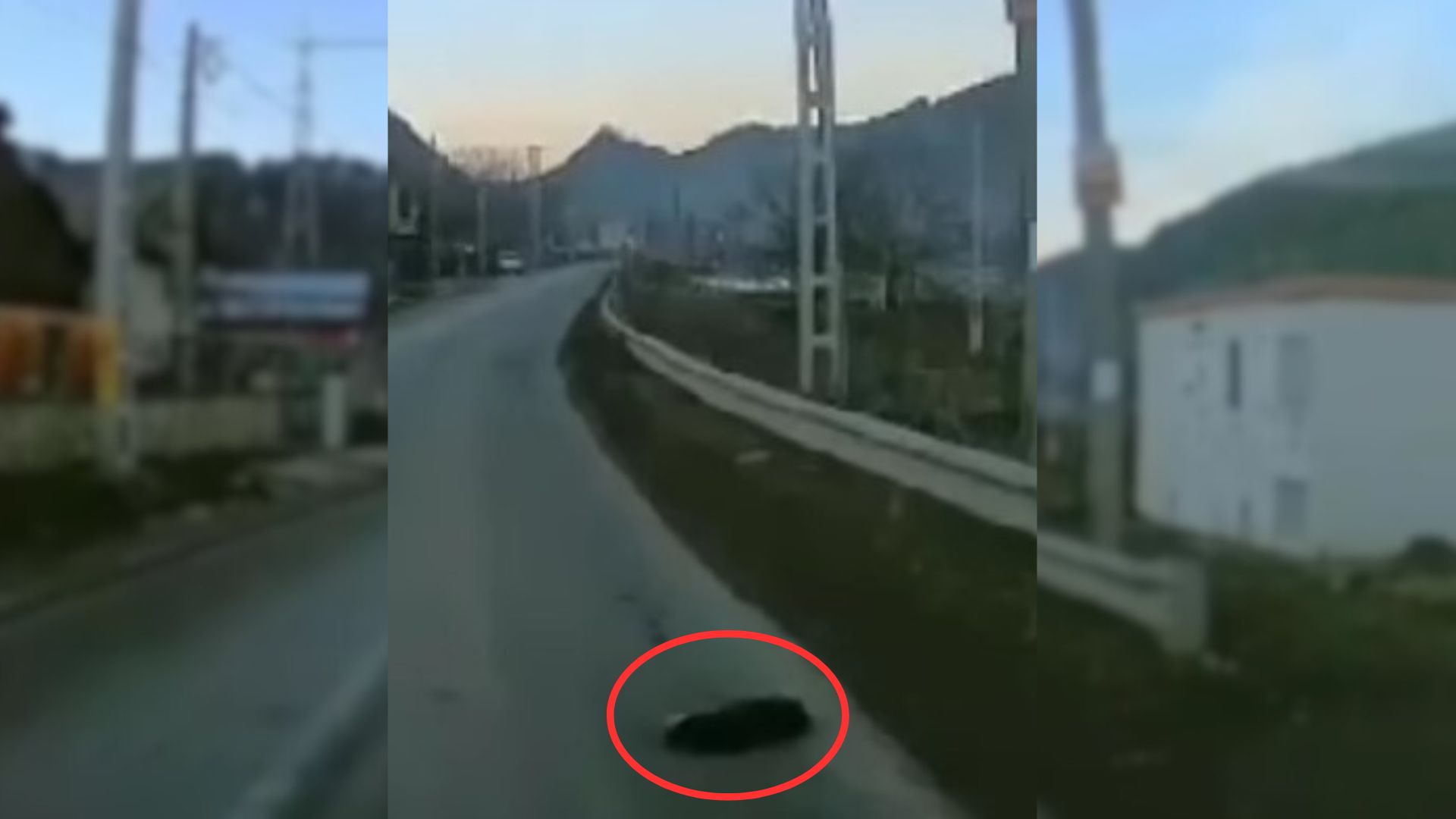 Driver Decided To Take A Closer Look At A Dark Lump On Road, What He Realized Shocked Him