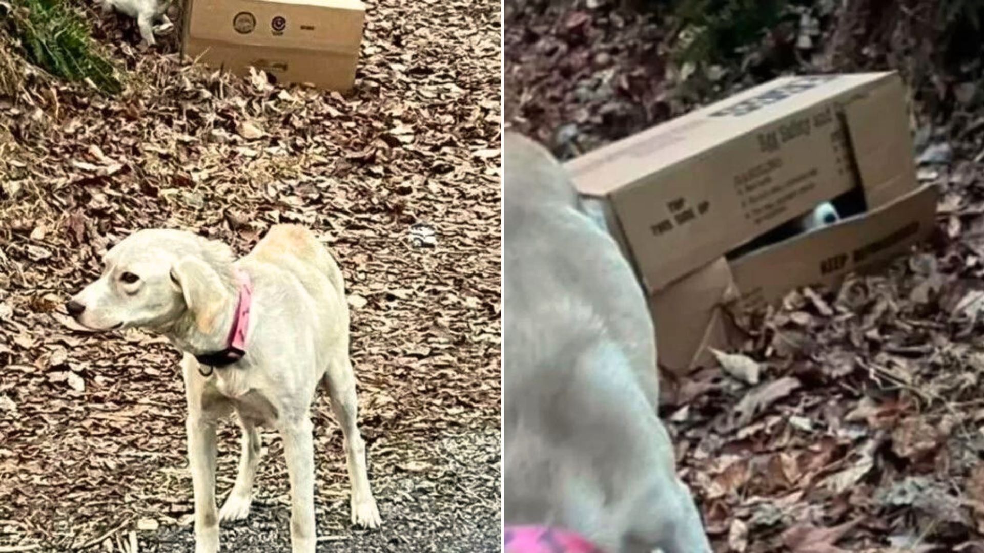 Man Sees An Abandoned Skinny Dog Fiercely Guarding A Cardboard Box Next To The Road