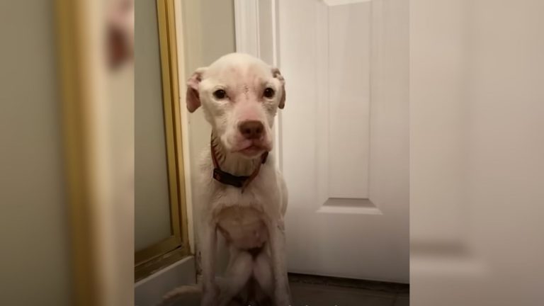puppy standing in front of a door