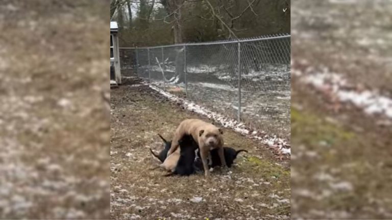 Mother Dog and her puppies