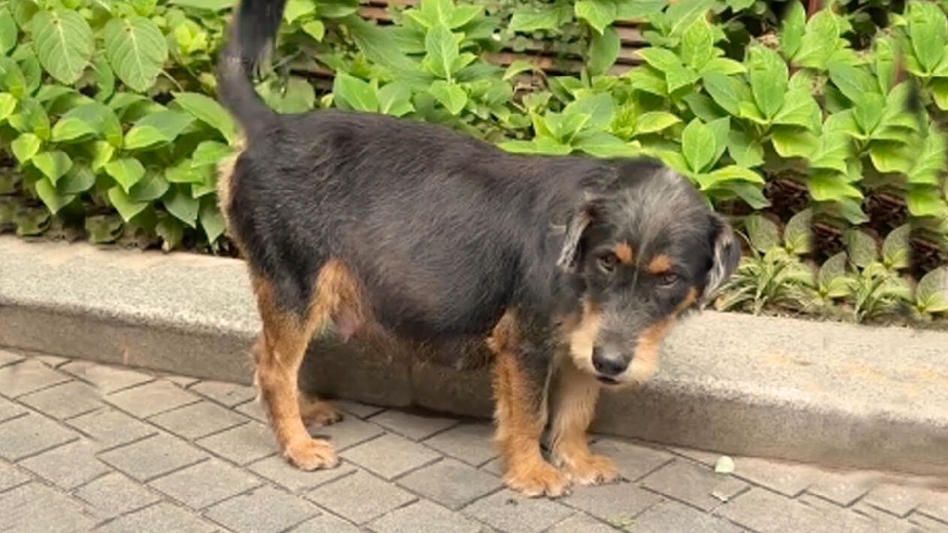 Mama Dog Was Pregnant With 11 Puppies And Nobody Helped Her Until She Met Some Amazing People