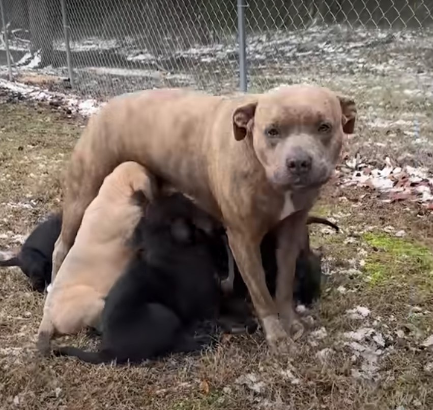 Mother dog feeding cute puppies