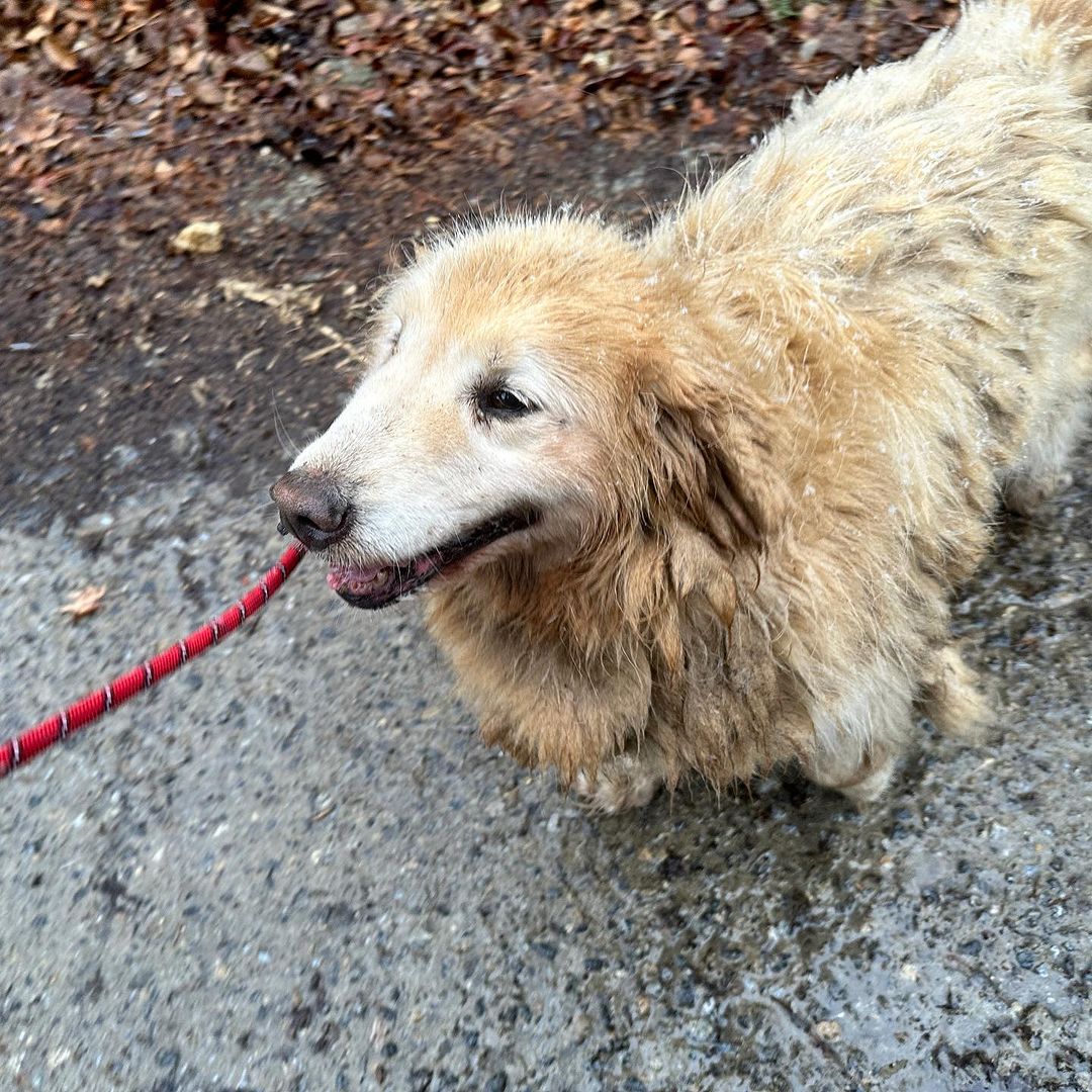 Neglected dog smiling