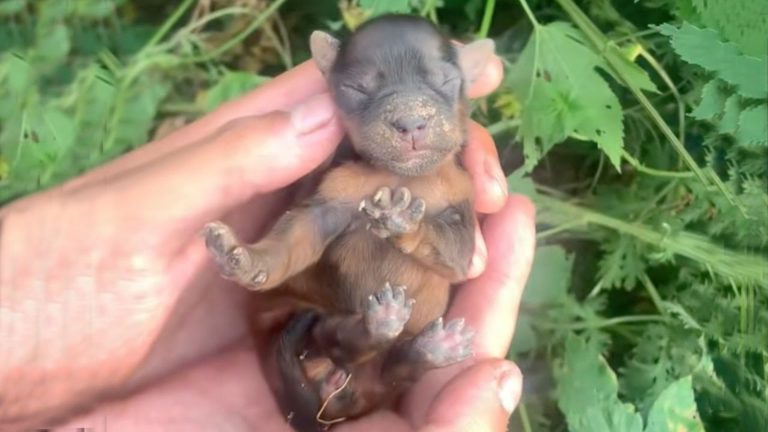 newborn puppy