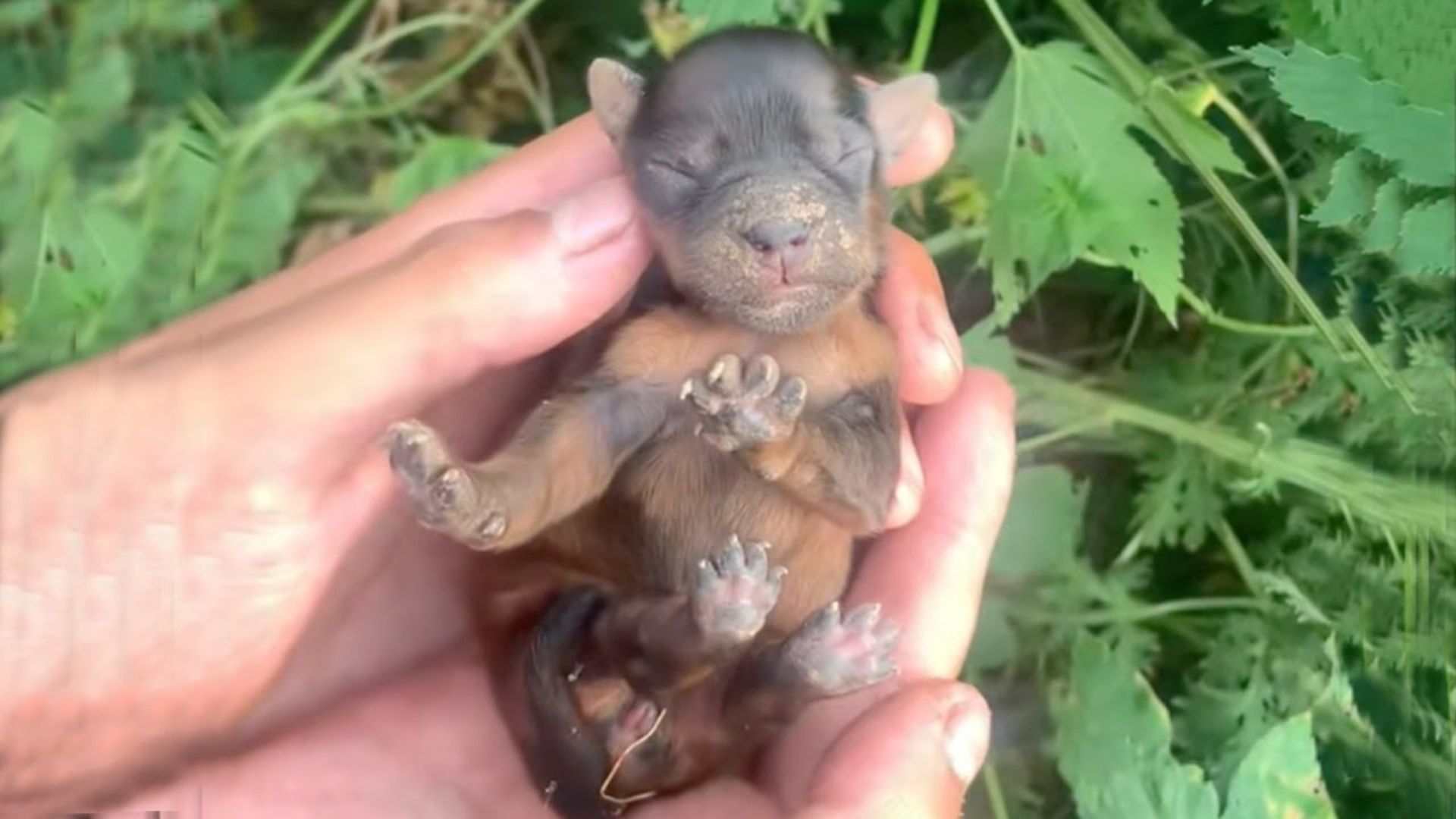 Newborn Puppy Found Lying Helplessly In Bushes, Desperately Crying For Its Mom